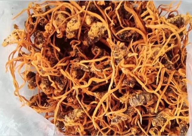 蟲(chóng)草不只有冬蟲(chóng)夏草一種，蛹蟲(chóng)草的這些作用并不遜色！